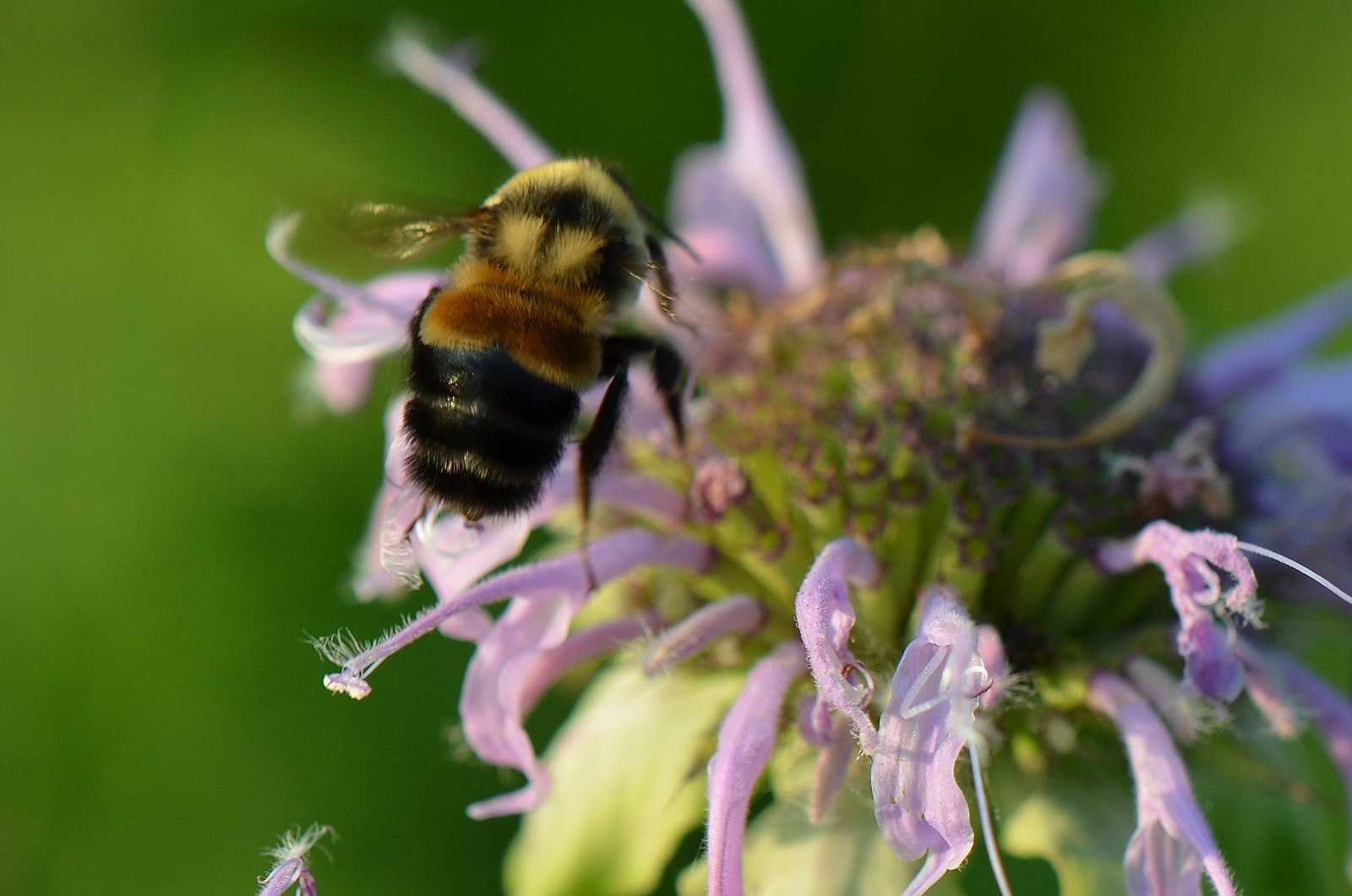 Rusty Patch Bumble Bee